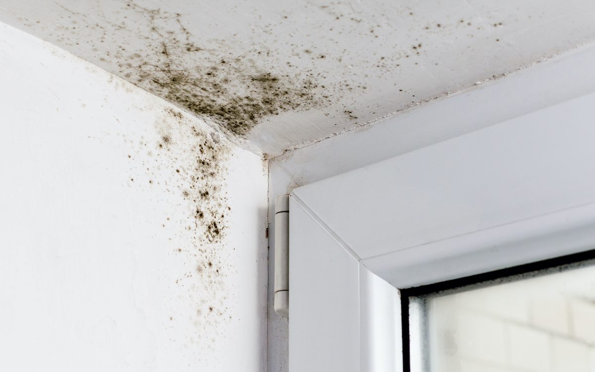 mold-removal-chicago